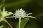 Rattlesnakemaster